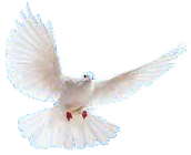 La paloma de la paz